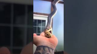 Eggswallowing snake හැපුවා නේද snake swallow snakeattak [upl. by Levan]