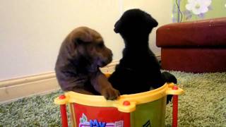 Miniature Shar Pei Puppies [upl. by Lezlie]