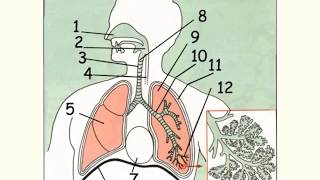 Lappareil respiratoire anatomie et fonctions [upl. by Raveaux]