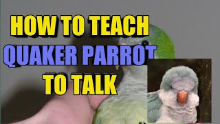 How to teach your Quaker parrot to talk [upl. by Alliw]