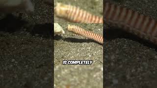 Why Are Bobbit Worms So Dangerous [upl. by Jehias]