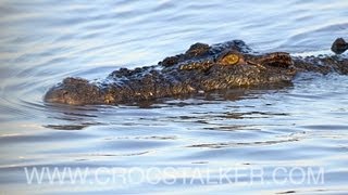 Esturine crocodile stalking the Crocstalker [upl. by Flowers]