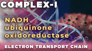 NADH ubiquinone oxidoreductase  NADH q reductase  Complex I of Electron transport chain [upl. by Delacourt539]