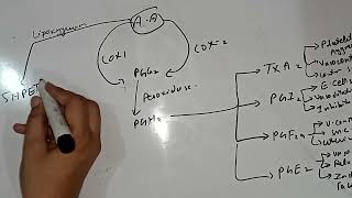 Eicosanoids Thromboxanes Protaglandins Leukotriene Lecture 6 Lipid Biochemistry 1st Year MBBS [upl. by Navap]