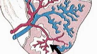 How the Body Works  The Spleen [upl. by Noslien]