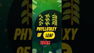 Morphology of flowering plants  Class 11 Phyllotaxy of leaf Tricks NEET [upl. by Daphna171]