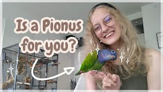 Pionus Parrot Guide and Overview  Everything you need to know UPDATED [upl. by Mellisent662]