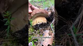 Boletus pinicola madrid 2024 Tocando el tambor 🥁🌲🍄setas mushroom funghi micologia boletus [upl. by Yrot]