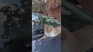 Judgy Cat on Car Hood 😸🚗 shorts CatLife CarNap JudgyCat [upl. by Hairas]