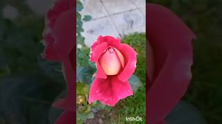 Rose Plant🌹Τριανταφυλλιά plants roses flowers nature shorts bush garden rosa φυτά rosebush [upl. by Deva]