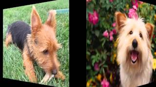 Dog Australian Terrier  Terrier Dog Breed Pictures [upl. by Hoisch]