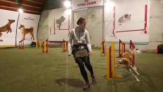 Saluki agility training [upl. by Anidene300]