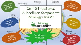 Cell Membrane Structure and Function [upl. by Allecram]