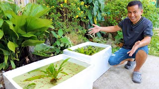 MY GUPPY FINALLY PRODUCE BABIES How to become successful in Breeding amp Raising Livebearer Fish [upl. by Cull702]