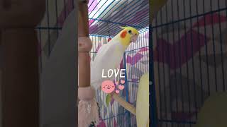 Singing Cockatiel Gullu 🐥 trending viralshorts youtubeshorts singing gullugulli ytshorts yt [upl. by Karel]