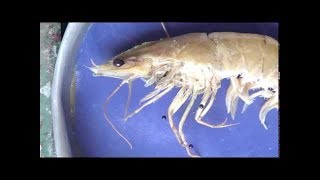 تشريح الجمبري علوم بنهاAnatomy of The prawn Pe [upl. by Nyliram]