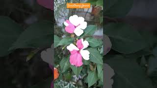 Sweet honey flower shortvideo flowers sweethony [upl. by Benjamen]