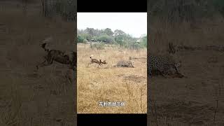 花豹捕獲到了羚羊，還沒開吃就被野狗群強勢奪走 野生動物零距離 弱肉強食的動物世界 動物世界 神奇動物在抖音 [upl. by Cori]