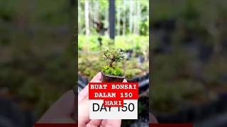 Buat Bonsai Mewah dalam 150 Hari bonsai [upl. by Nosirb701]