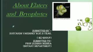 Elaters in Bryophytes [upl. by Clyve]