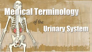 Medical Terminology of the Urinary System [upl. by Rowan]