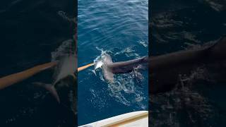 When playing with a hammerhead goes wrong👀💀shark bigfish fishing ocean hammerheads [upl. by Narda]