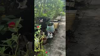 Cats enjoying in my gardenyoutubeshorts gardenvibes prettiestflowers [upl. by Specht673]