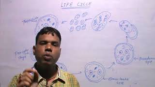 ENTAMOEBA HISTOLYTICAReproduction Process [upl. by Ormiston]