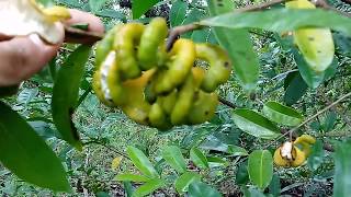 Embira pindaíba embiriba cortiça pimenta de macaco Xylopia brasiliensis [upl. by Acira]