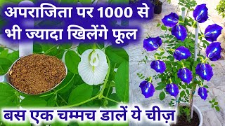 अपराजिता पर खिलेंगे 1000 से भी ज्यादा फूलAprajita plant care amp Best homemade fertilizergardening [upl. by Aicnatsnoc]