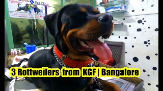 Three Rottweilers from KGF  Bangalore and Siberian husky with her Puppies also from Bangalore [upl. by Noemad]