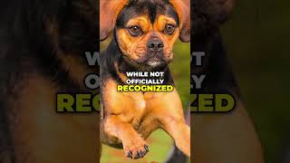 Puggle Dog Breed Adorable [upl. by Culver72]