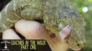 LEACHIANUS GECKOS IN THE WILD PART 1  Rhacodactylus Leachianus  New Caledonia 2018 [upl. by Buskirk559]