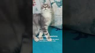 Pure Mainecoon Cat Kittens For Sale in Bengaluru Chennai Hyderabad Goa mumbai newdelhi mainecoon [upl. by Ymac]