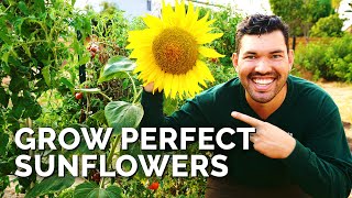 How to Grow Sunflowers Successfully At Home 🌻 [upl. by Carvey]