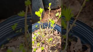 Larix decidua europeia🌲🌲🍁plantas outonais raras viveiro f pinheiro outonal 🍁 🍂 🌲 🍁 [upl. by Norud223]