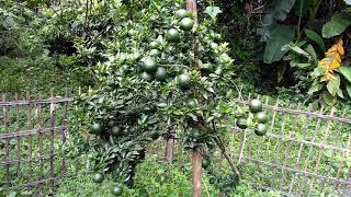 Mandarin orange china orange cultivation in Bangladesh  about bd [upl. by Charmane]