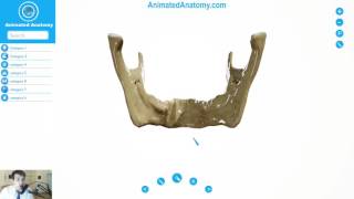 Mandible Anatomy  Bones And Cranial Anatomy 1 [upl. by Kaitlynn762]