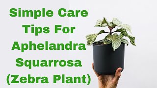 Unveiling the Beauty of Aphelandra Squarrosa Zebra Plant A Comprehensive Care Guide [upl. by Porte570]