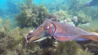 Diving with Cuttlefish Stony Point Whyalla South Australia 27 May 2022 [upl. by Rodrigo]