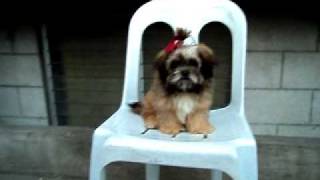 Lhasa Apso Puppy [upl. by Terchie924]