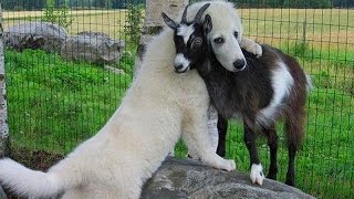 Cute Puppy Goat Compilation [upl. by Narcho852]