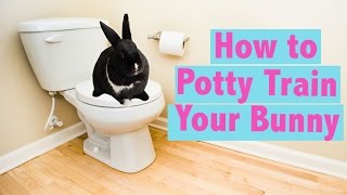 How to Potty Train your Rabbit [upl. by Reivazx]