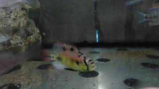 Haplochromis Aeneocolor “Yellow Bellyquot [upl. by Sirrad]