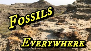 Digging Dinosaurs  Fossil Hunting South Dakota  part 1 [upl. by Itsirk]