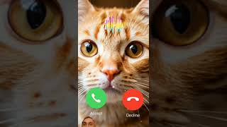 cat ringtone cute short 2024 [upl. by Llennoj]