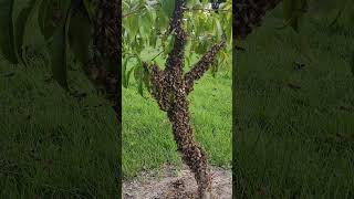 Crazy Honeybee Swarm Catching [upl. by Platas168]