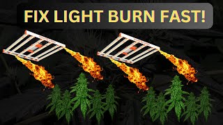 HOW TO FIX LIGHT BURN IN AUTOFLOWERS   Part 1 [upl. by Weixel]