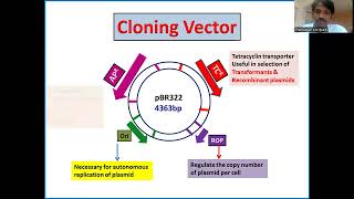 pBR322 Plasmid Cloning Vector Ampicillin amp tetracycline resistance  Dr K PREM  PRIMER [upl. by Eenrahc]