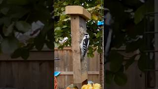 Downy Woodpecker wants that Suet birds naturelovers [upl. by Gratt691]